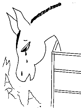 donkey
